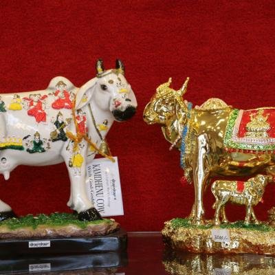 Kam Dhanu Cow